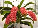 Rhynchostylis gigantea Orange